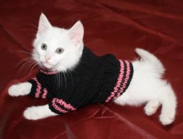 одежда для собак и кошек Объявление в разделе Животные в России в