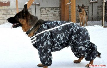 Одежда для собак овчарки немецкой - roszink.ru