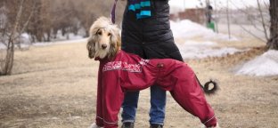 Одежда для собак средних пород - Мир собак