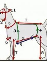 Выкройки одежды для собак: гардероб своими руками