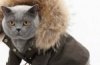 Одежда для Кошек