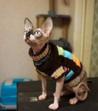 Permanent link to Одежда для Сфинксов