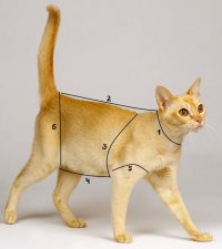 Permanent link to Сшить Одежду для Кота