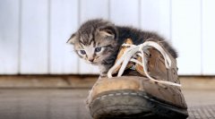 Как избавиться от запаха кошки в обуви
