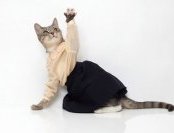 Модная одежда для кошек от United Bamboo - юбка и блузка