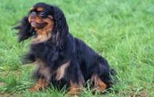самые маленькие породы собак: Кинг Чарльз спаниель. фото