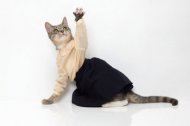 Сшить одежду для кошек своими руками бывает непросто