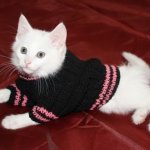 Одежда для Котов Фото