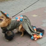 Одежда для Собак Недорого
