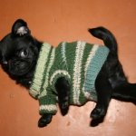 Одежда для Собак Своими Руками Вязание