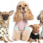 Одежда и Аксессуары для Собак