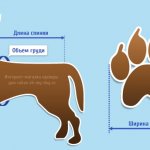 Размеры Собак для Одежды