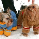 Теплая Одежда для Собак