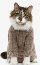 вязаная одежда для кошек