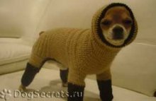 Вязанная одежда для маленьких собак
